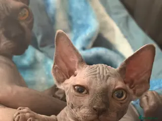Sphynx cats Adorable sphynx girl - Advert 1