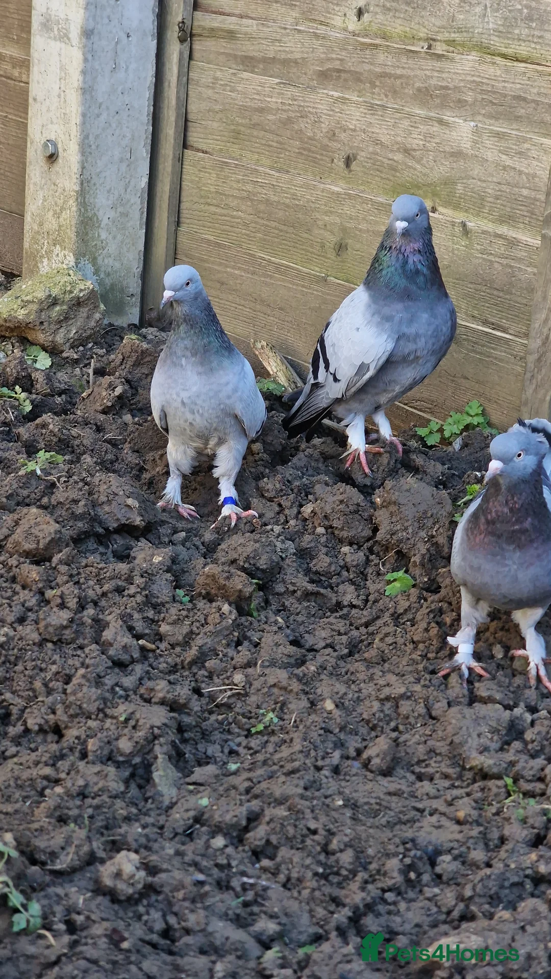 Pigeons birds for sale: Leicester - Advert 2