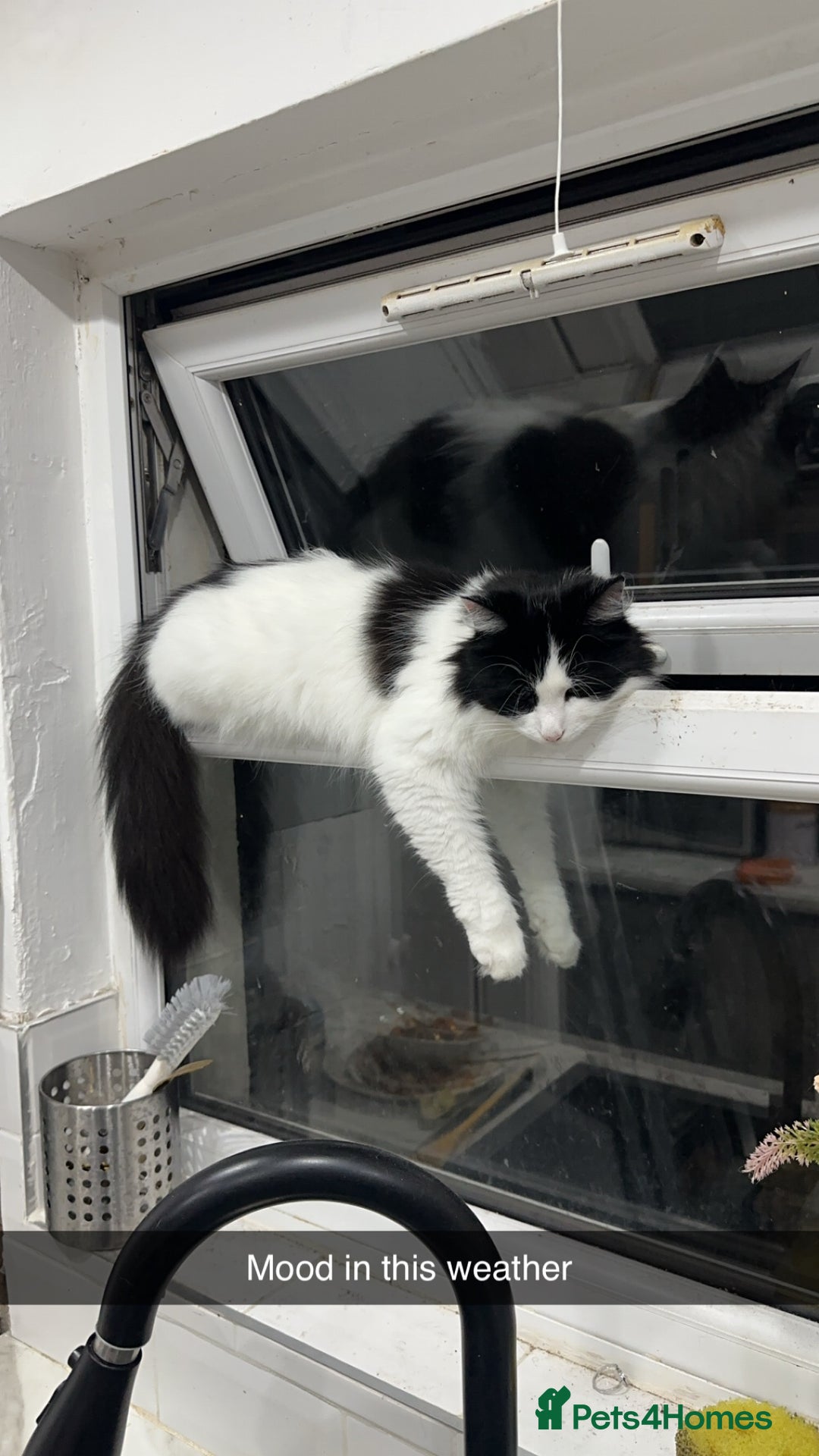 Mixed Breed cats for sale: 5yrs old beautiful affectionate loving home wanted - Advert 2