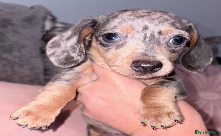 Miniature Dachshund dogs Reduced Beautiful unique babies  - Advert 2