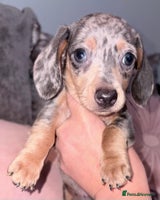 Miniature Dachshund dogs Reduced READY NOW Beautiful unique babies - Advert 5