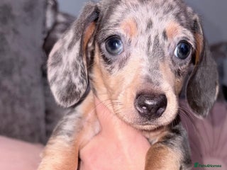 Miniature Dachshund dogs Reduced READY NOW Beautiful unique babies - Advert 17
