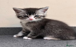 British Shorthair cats for sale: Adorable kittens ready to go 💙🩷 - Image 9