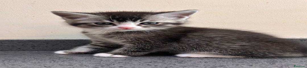British Shorthair Kitten 1