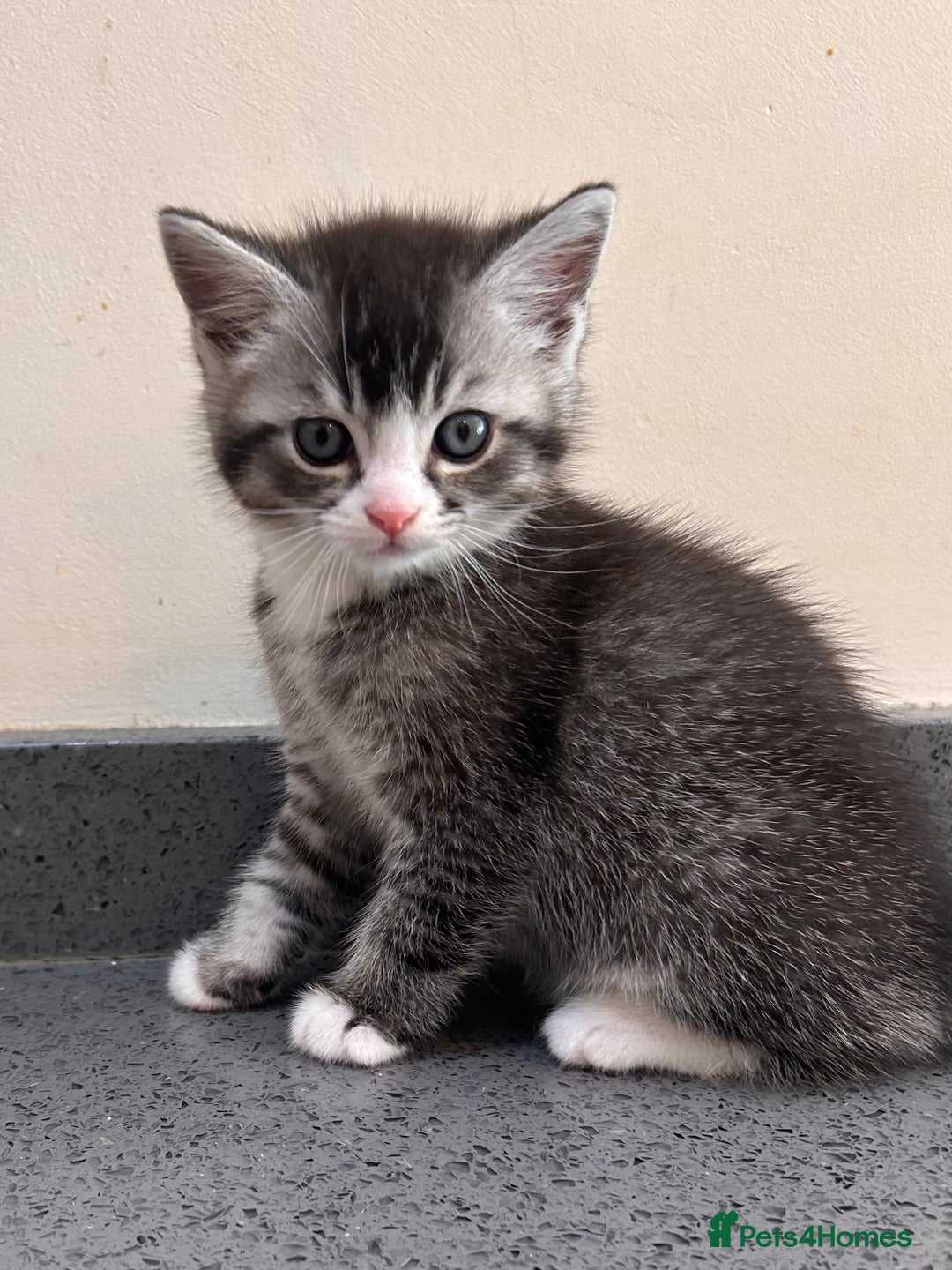 British Shorthair cats for sale: Adorable kittens ready to go 💙🩷 - Image 9