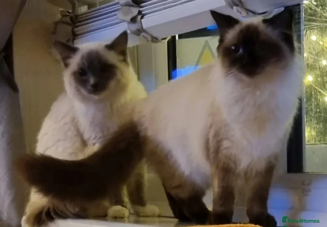 Ragdoll cats for sale: Pure Ragdoll kittens  - Advert 1