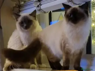 Ragdoll cats Pure Ragdoll kittens - Advert 10