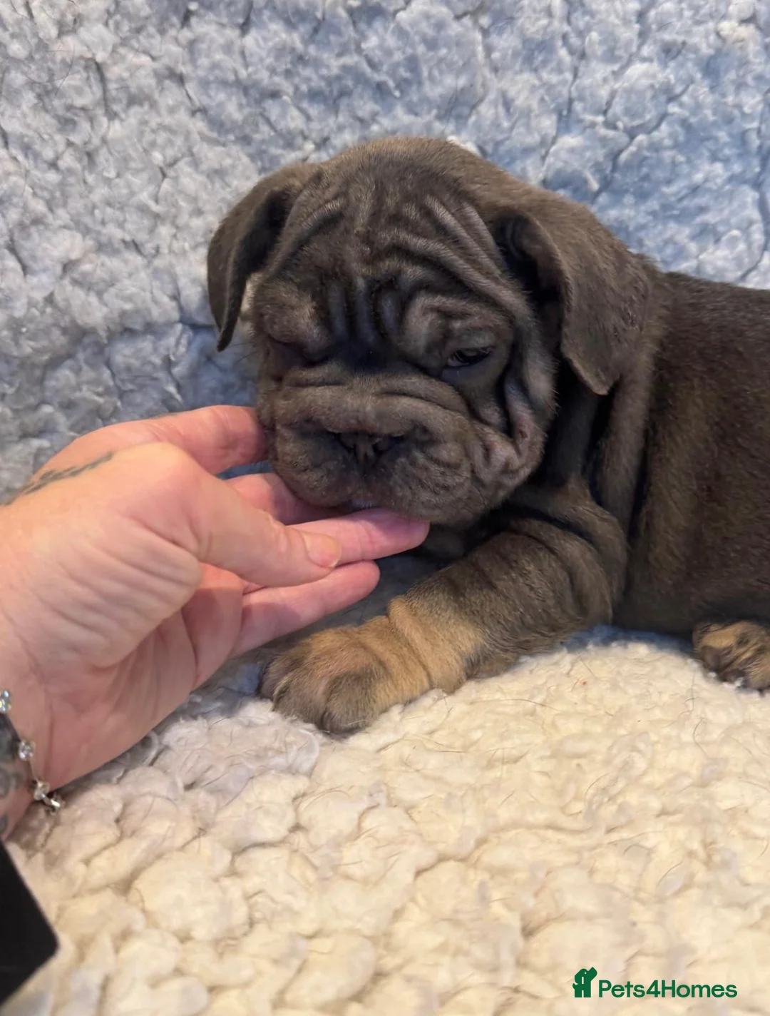 French Bulldog dogs for sale: Beautiful French bulldog puppies - Advert 3