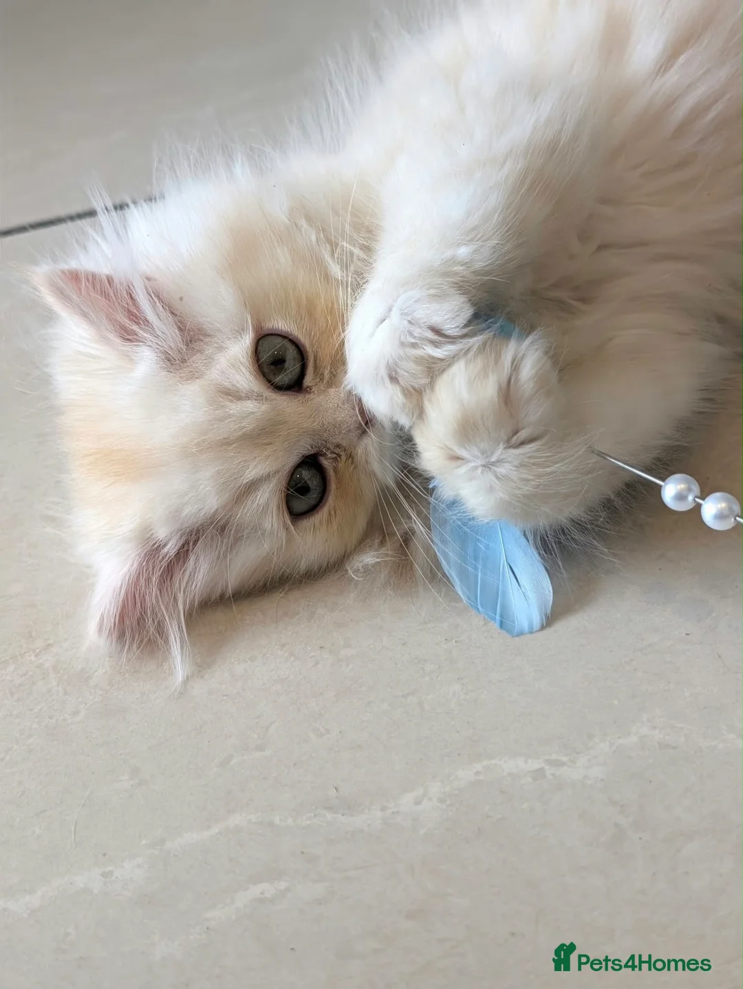 Persian cats for sale: *Last One* “Pebble” Beautiful Pure Persian Kittens - Advert 2