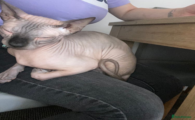 Sphynx cats - Advert 1