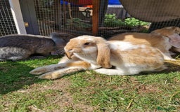 French Lop rabbits for sale: French lop/continental giant babies - Image 3