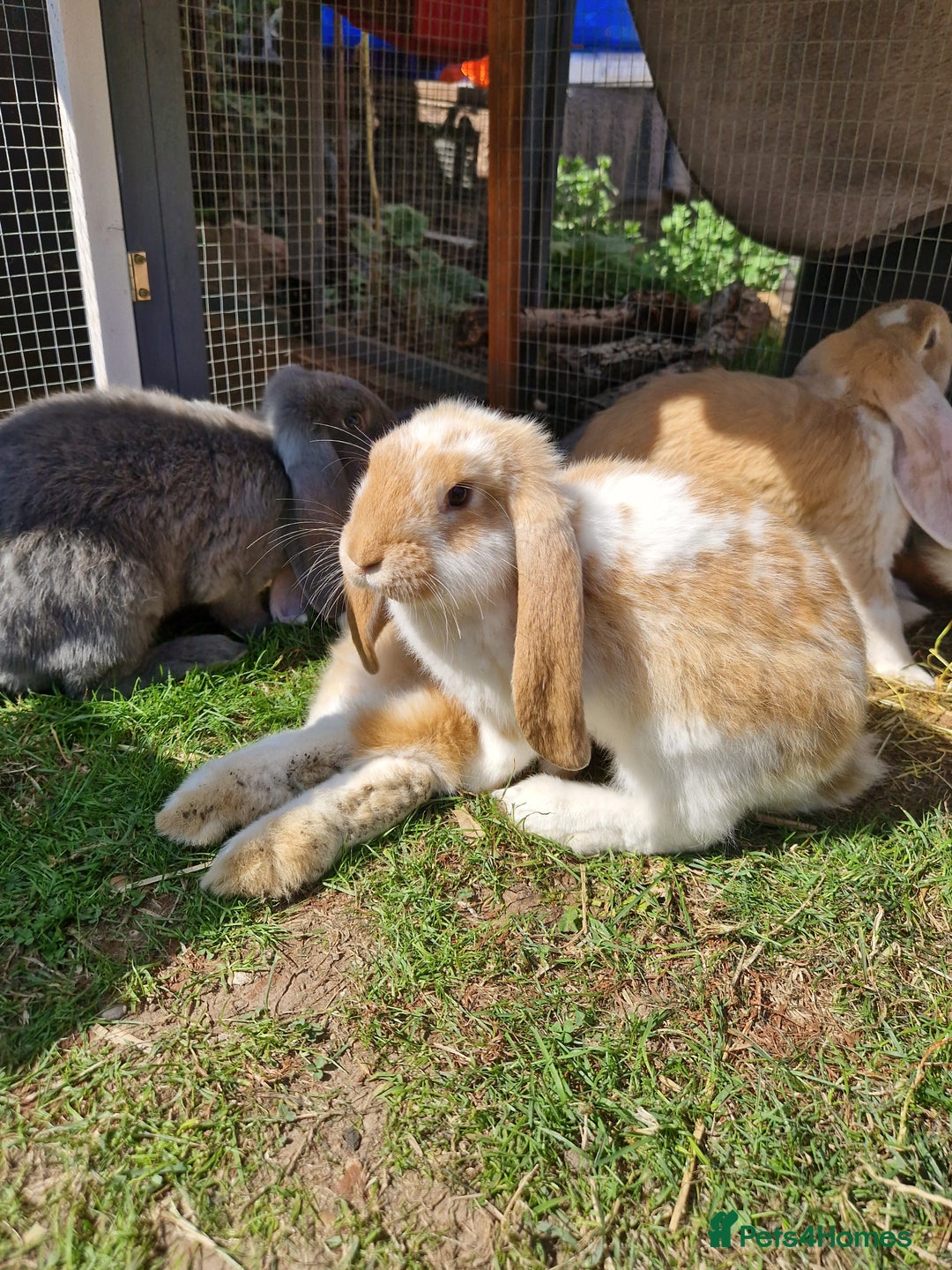 French Lop rabbits for sale: French lop/continental giant babies - Image 3