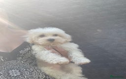 Maltipoo dogs for sale: RESERVED  Absolutely Stunning  Maltipoo GIRL - Image 9