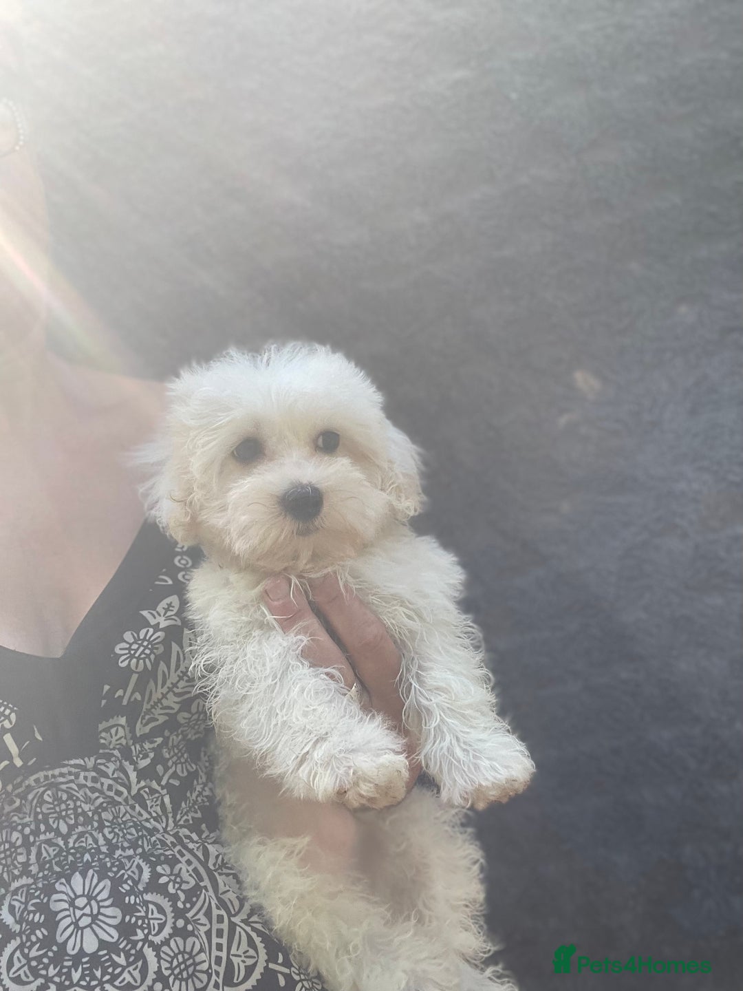 Maltipoo dogs for sale: RESERVED  Absolutely Stunning  Maltipoo GIRL - Image 9