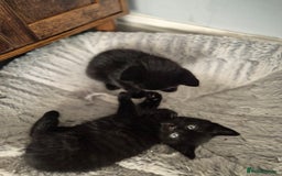 Bombay cats for sale: Gorgeous kittens 🐈‍⬛ - Image 4