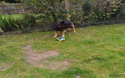 German Shepherd dogs for stud: German Shepherd boy for stud - Image 6
