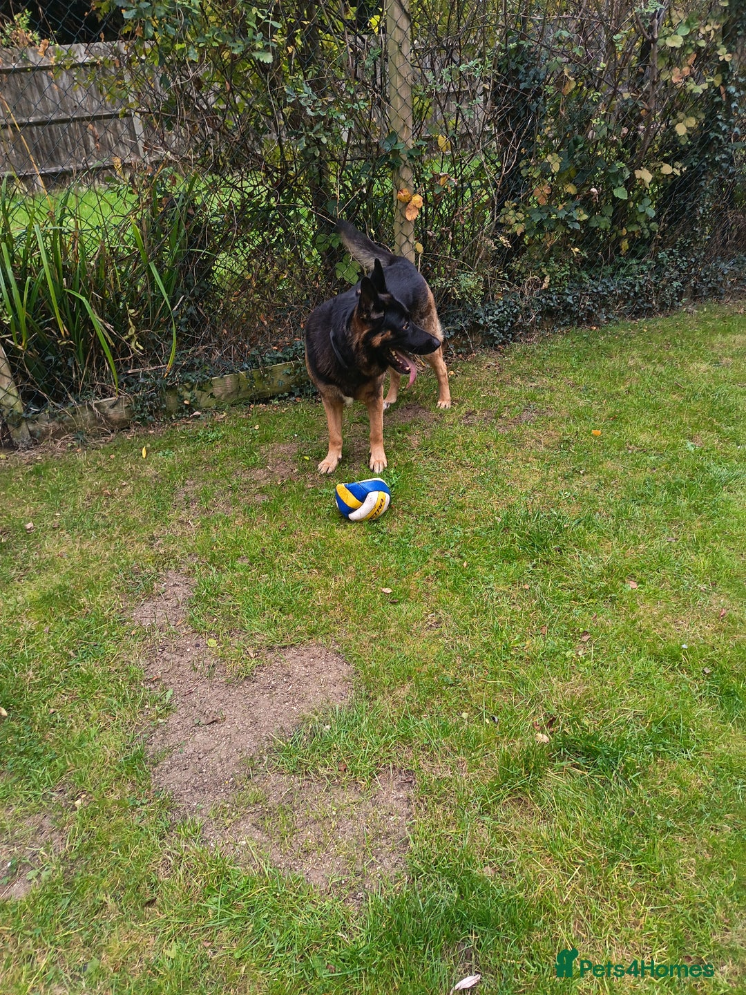 German Shepherd dogs for stud: German Shepherd boy for stud - Image 6