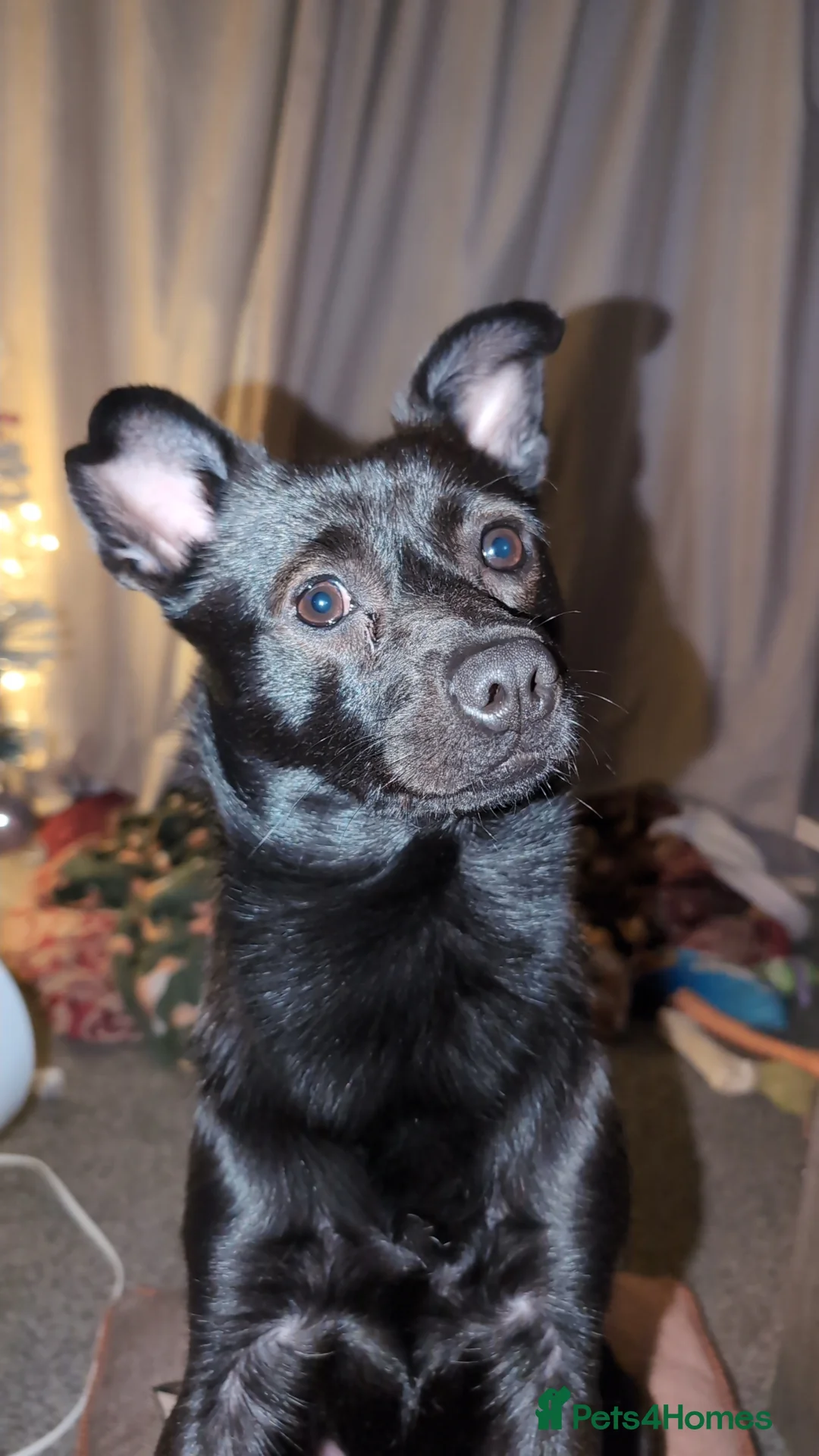 Mixed Breed dogs for sale: Urgent Home needed  in Sheffield - Advert 3