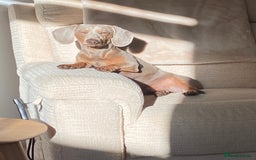 Miniature Dachshund dogs for sale: Miniature Dachsund Smooth Hair - Image 6