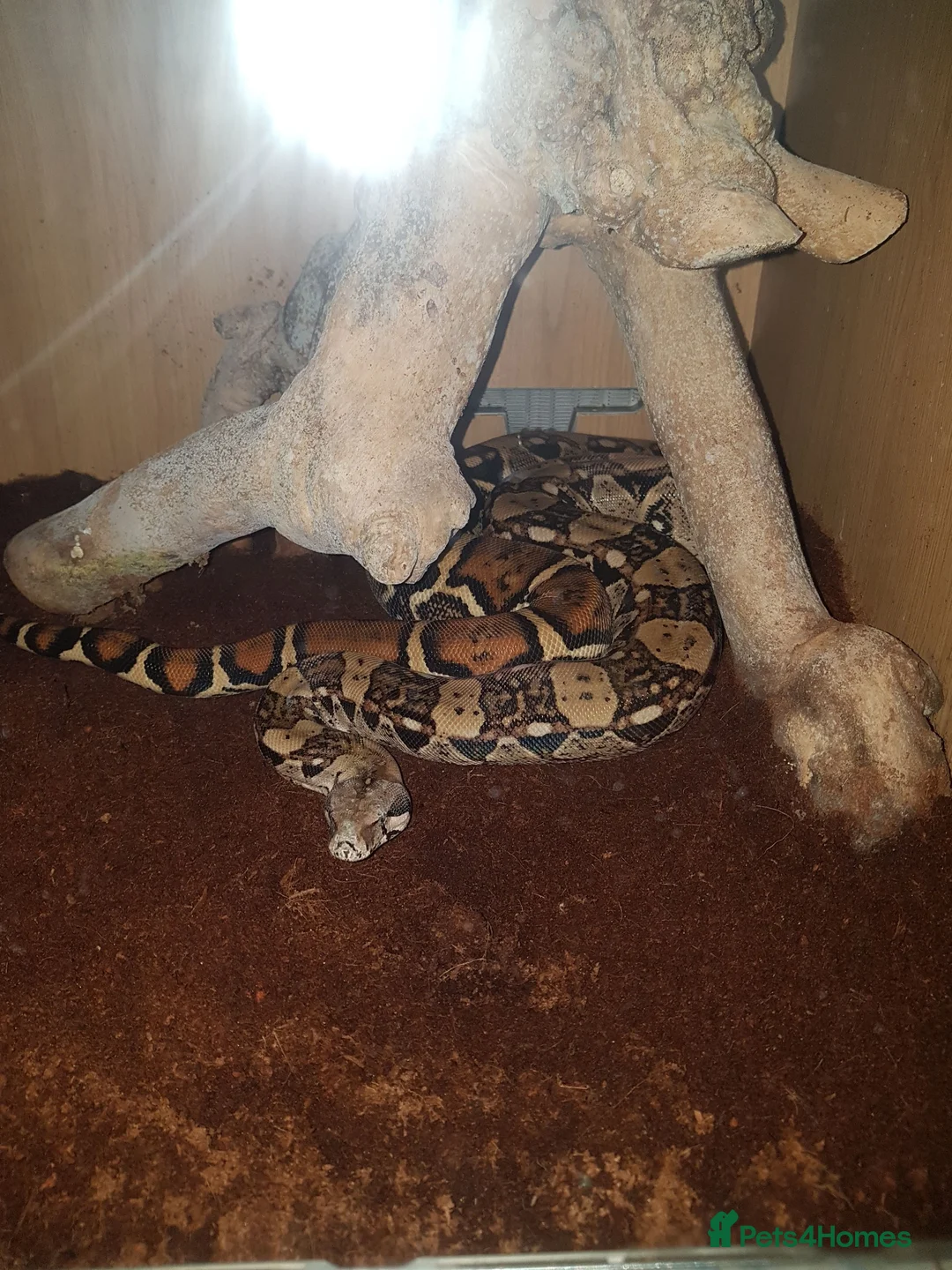 Boa Snake reptiles for sale: Adult Boa Imperator >2m - Advert 9