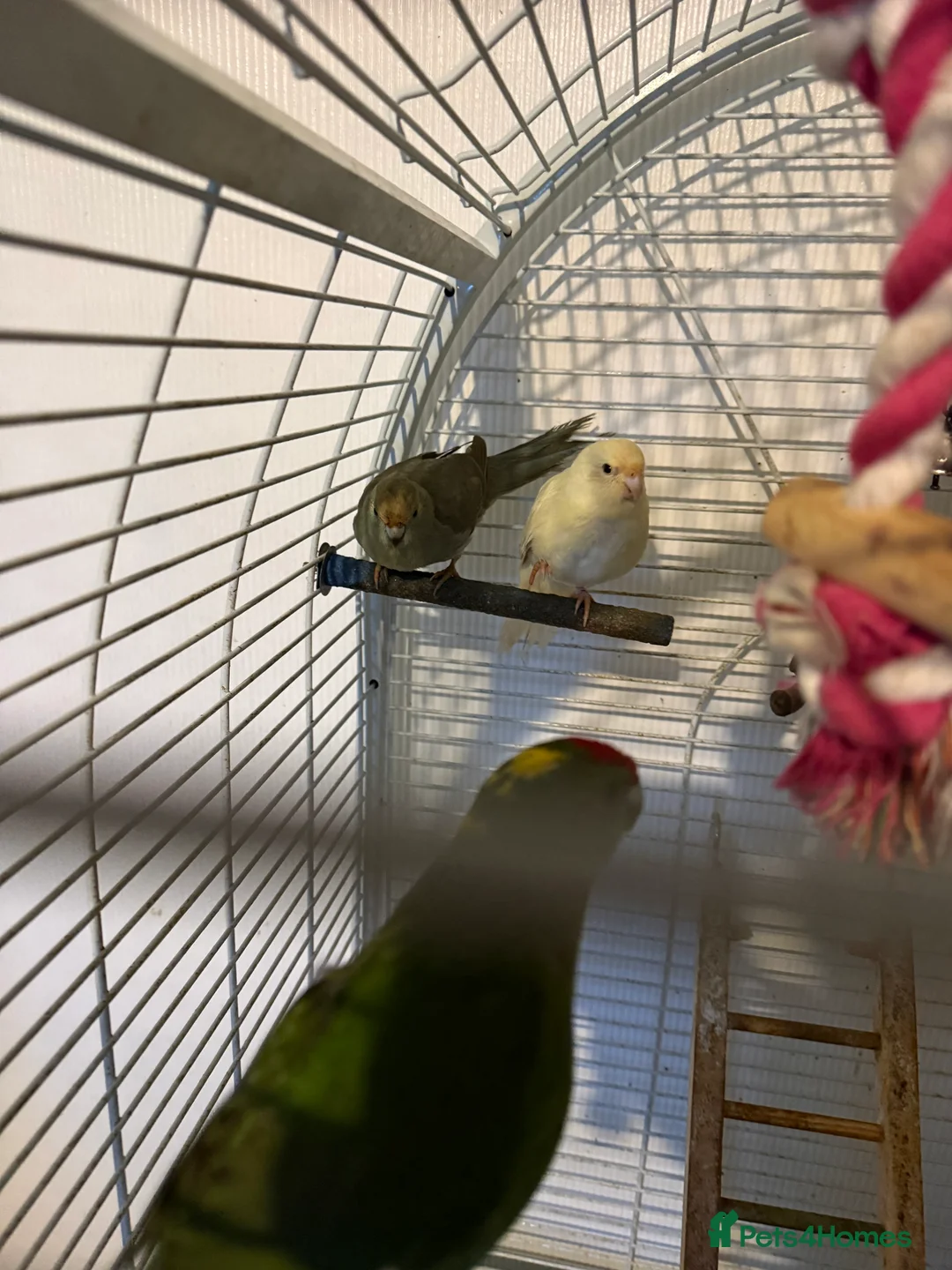 Parakeets birds for sale: Kakarikis  in Grantham - Advert 2