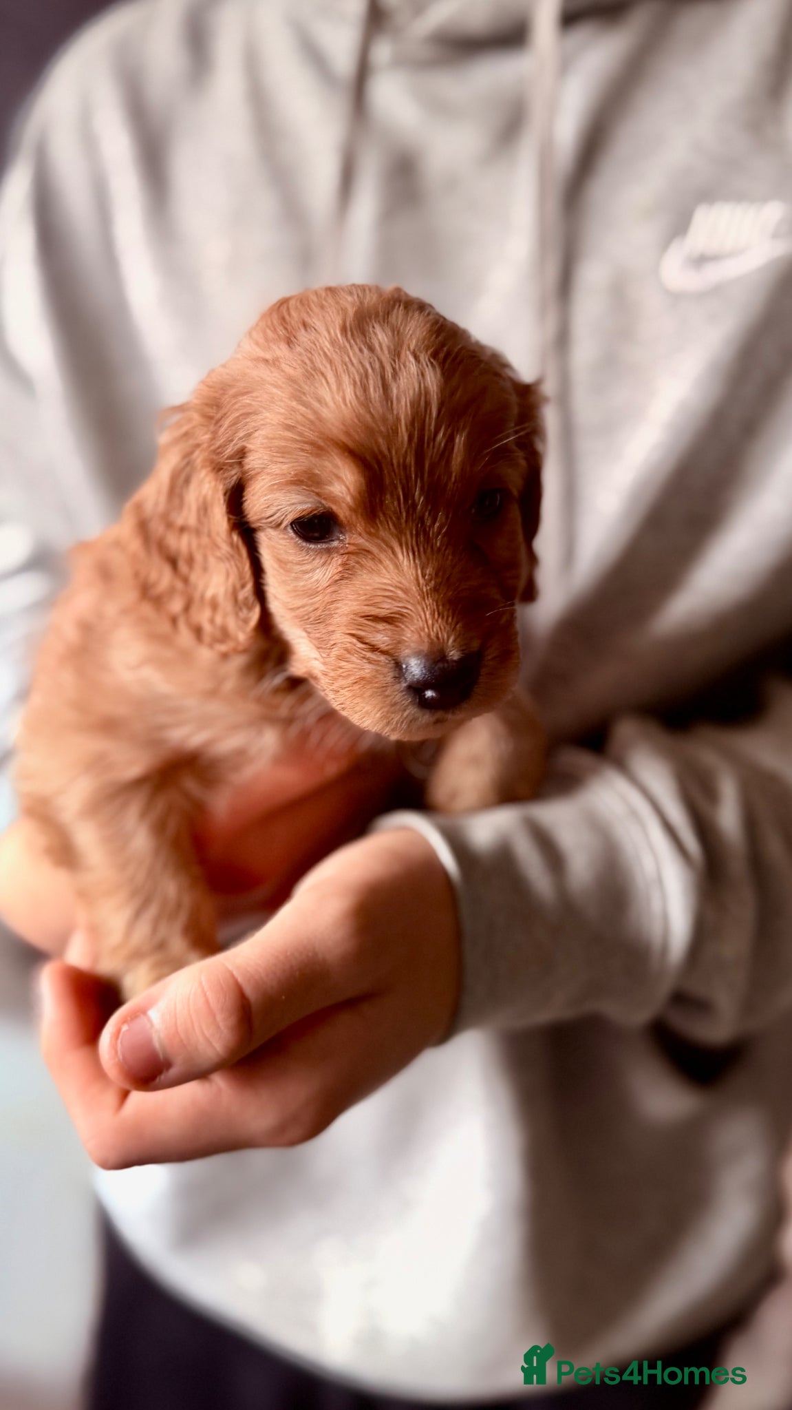 Cockapoo dogs Cockapoo Puppies ready soon  - Advert 1