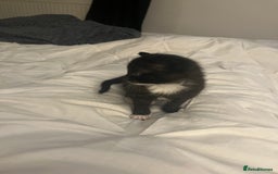 British Shorthair cats for sale: Black and white kittens for sale  - Image 7