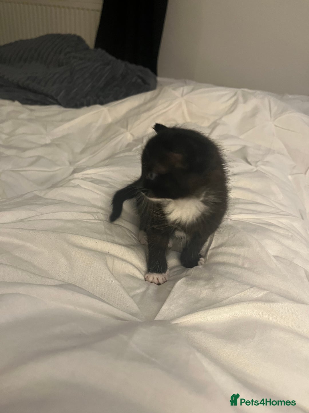 British Shorthair cats for sale: Black and white kittens for sale  - Image 7