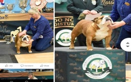 English Bulldog dogs for sale: Avaword  show Bulldogs  - Image 3