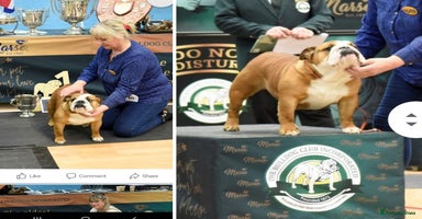 English Bulldog dogs - Advert 16