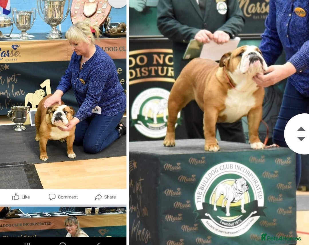 English Bulldog dogs for sale: Avaword  show Bulldogs  - Image 3