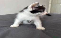 British Longhair cats for sale: 3 kittens looking for new home - Image 5