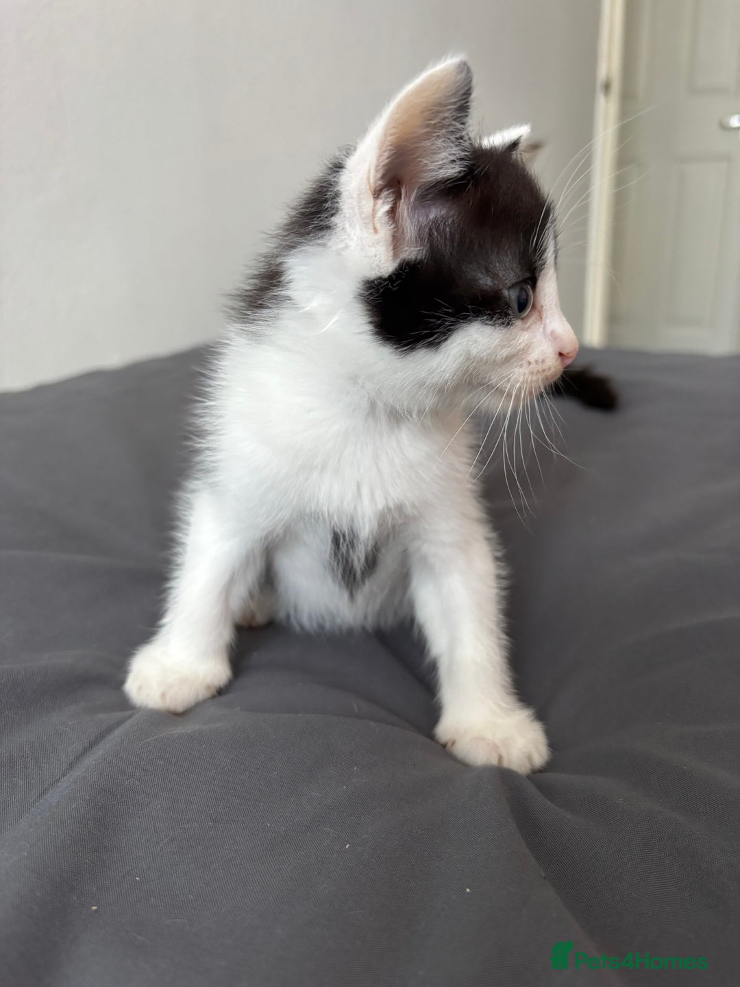 British Longhair cats for sale: 3 kittens looking for new home - Image 5
