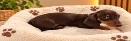 Miniature Dachshund dogs for sale: Miniature Dachshund Puppies  - Advert 11