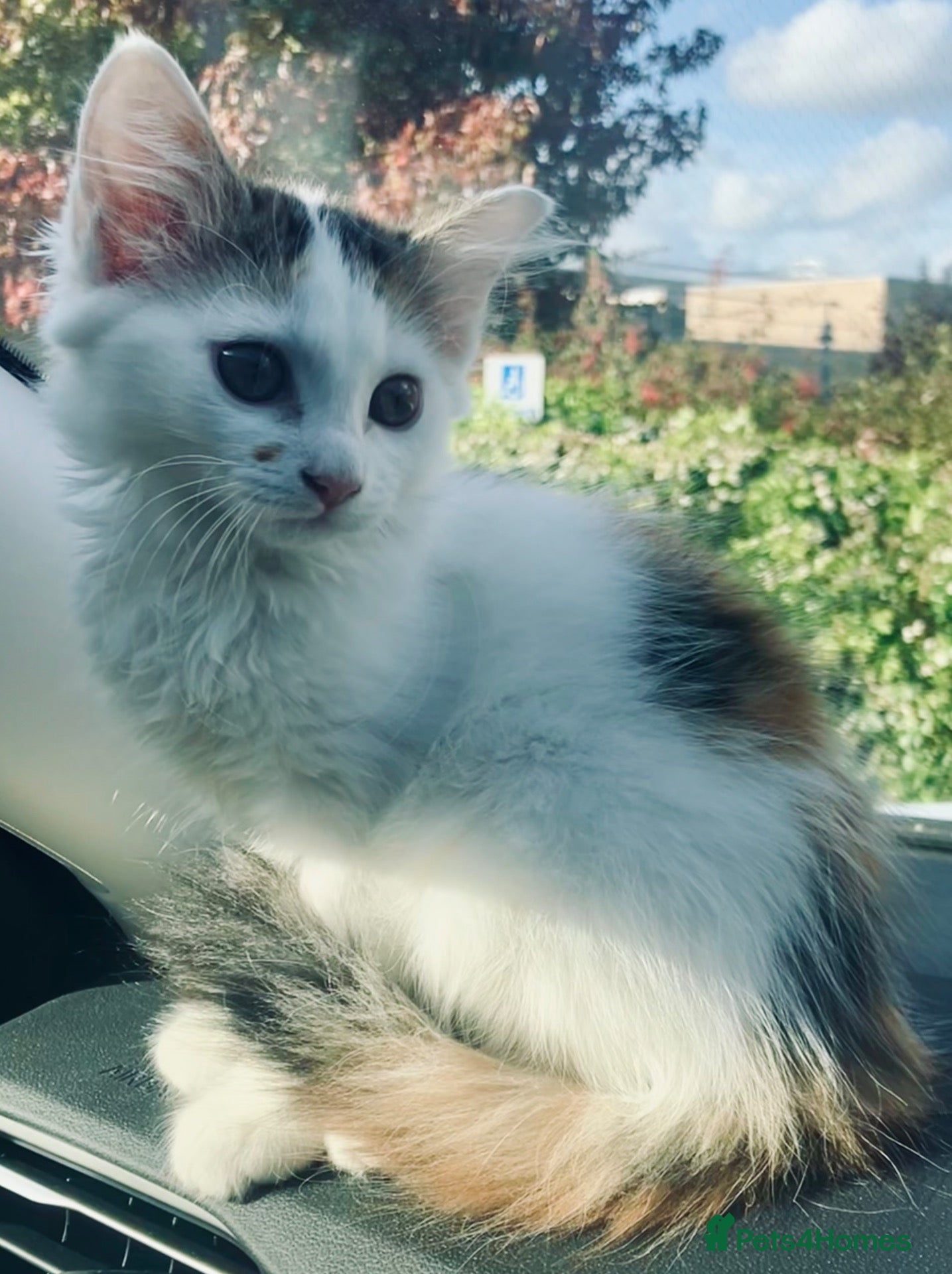 Norwegian Forest Cat cats for sale: Gorgeous Norwegian forest x kittens - Advert 1