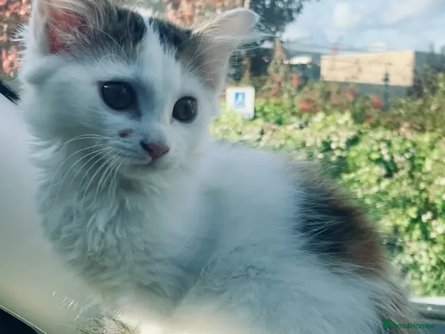 Norwegian Forest Cat cats for sale: Gorgeous Norwegian forest x kittens - Advert 1