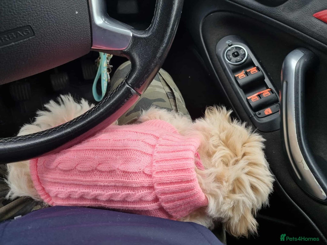 Yorkiepoo dogs for sale: Bella the yorkipoo - Advert 3