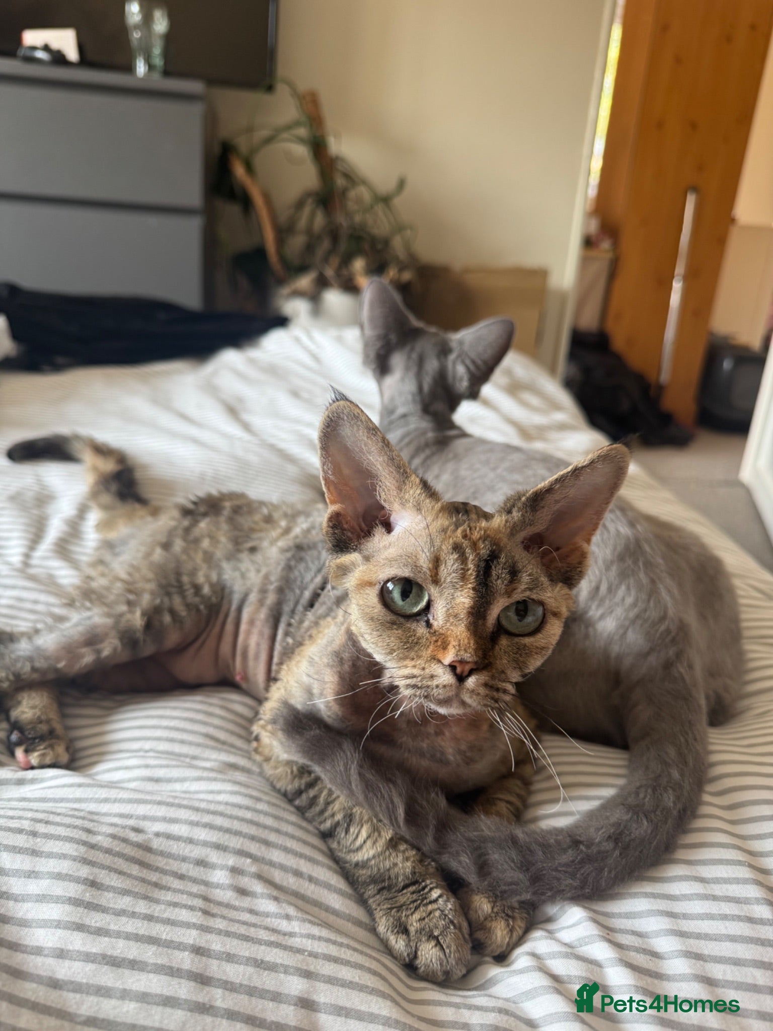 Devon Rex cats Enchantirex Devon Rex – 2026 Waiting List Now Open - Advert 5