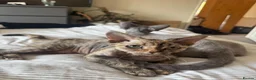 Devon Rex cats for sale: Enchantirex Devon Rex – 2026 Waiting List Now Open - Advert 1