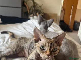 Devon Rex cats Enchantirex Devon Rex – 2026 - Advert 2
