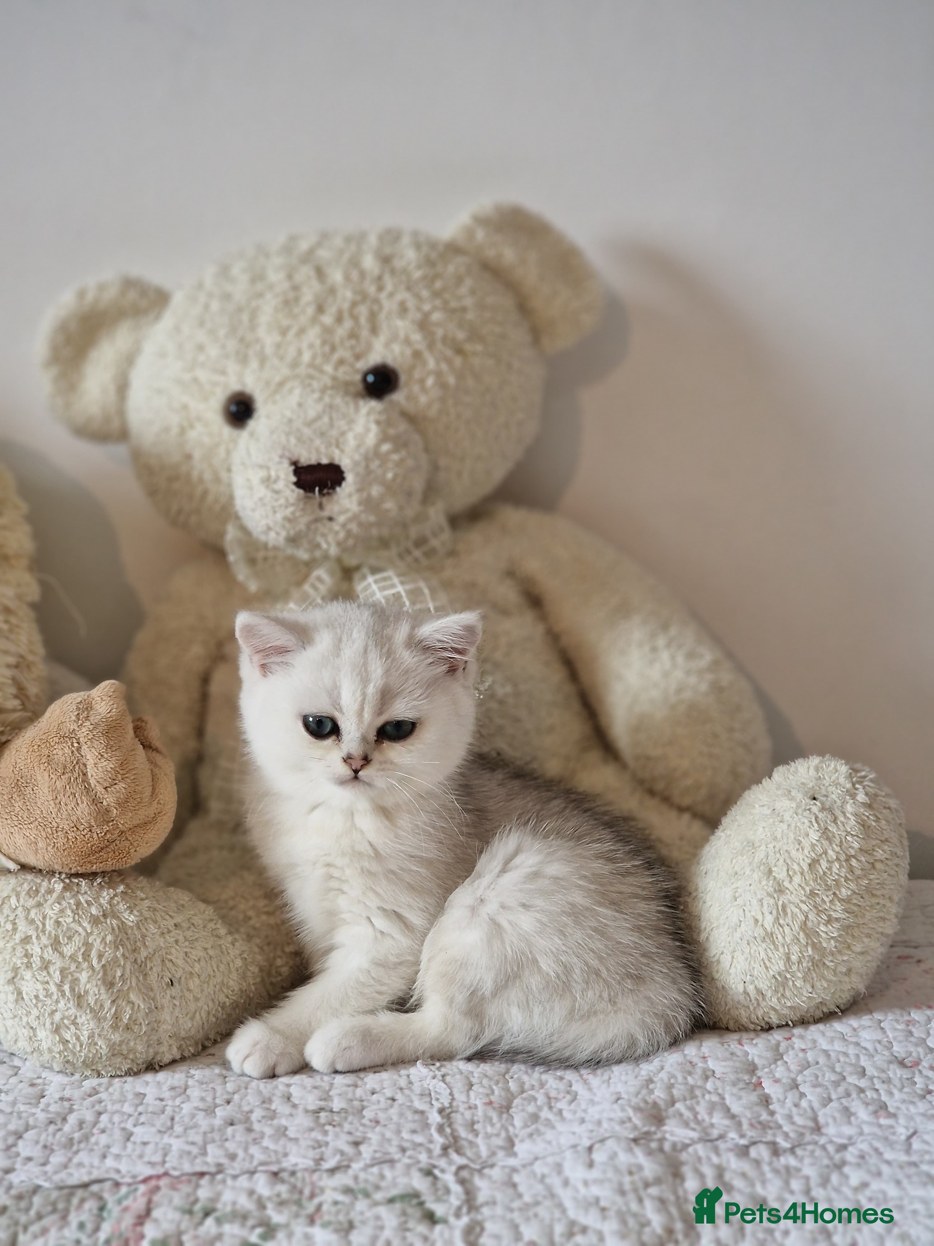 British Shorthair cats Pedigree British Short Hair Kittens  - Advert 8