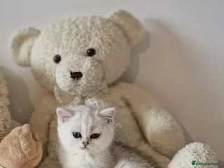 British Shorthair cats Pedigree British Short Hair Kittens - Advert 8