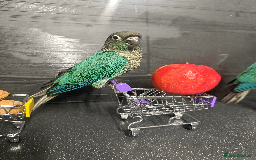 Parakeets birds for sale: Adorable Handreared beautiful baby Conures  - Image 1