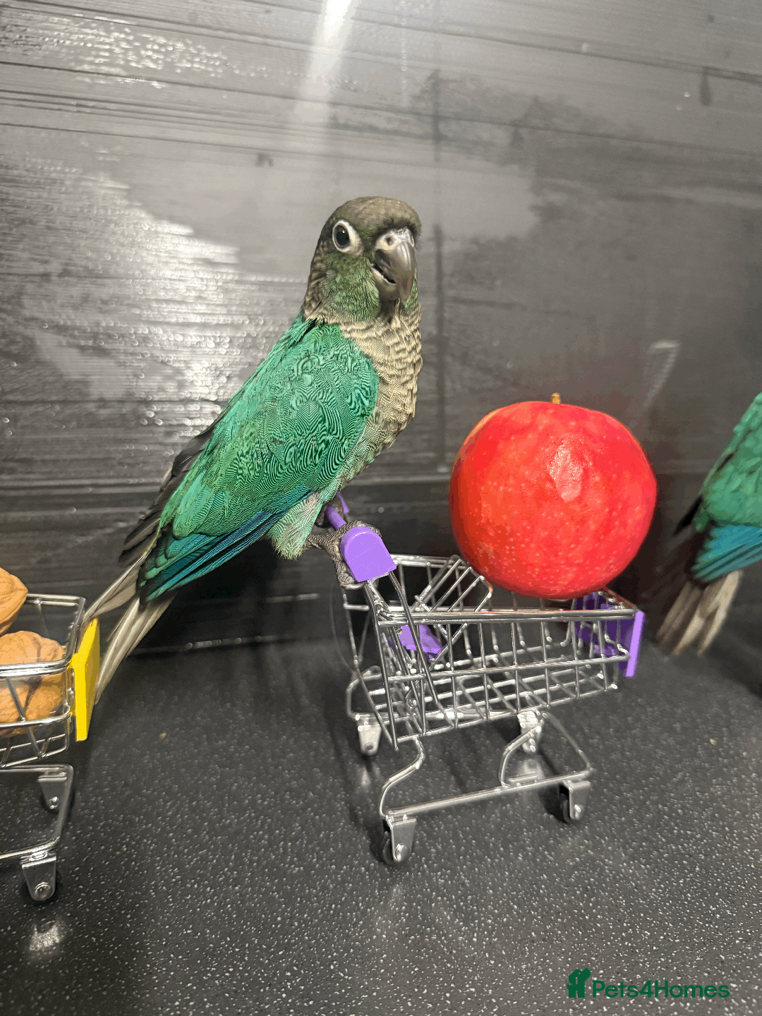 Parakeets birds for sale: Adorable Handreared beautiful baby Conures  - Image 1