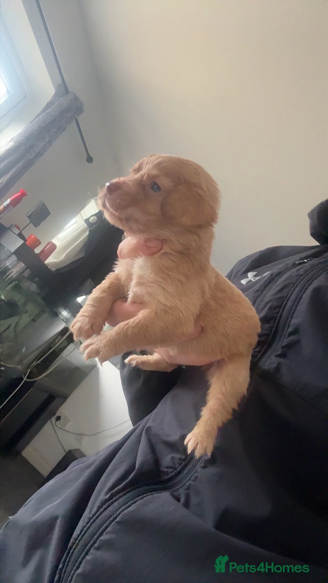 Cocker Spaniel dogs for sale: 1 cocker spaniel girl  left available  - Advert 15
