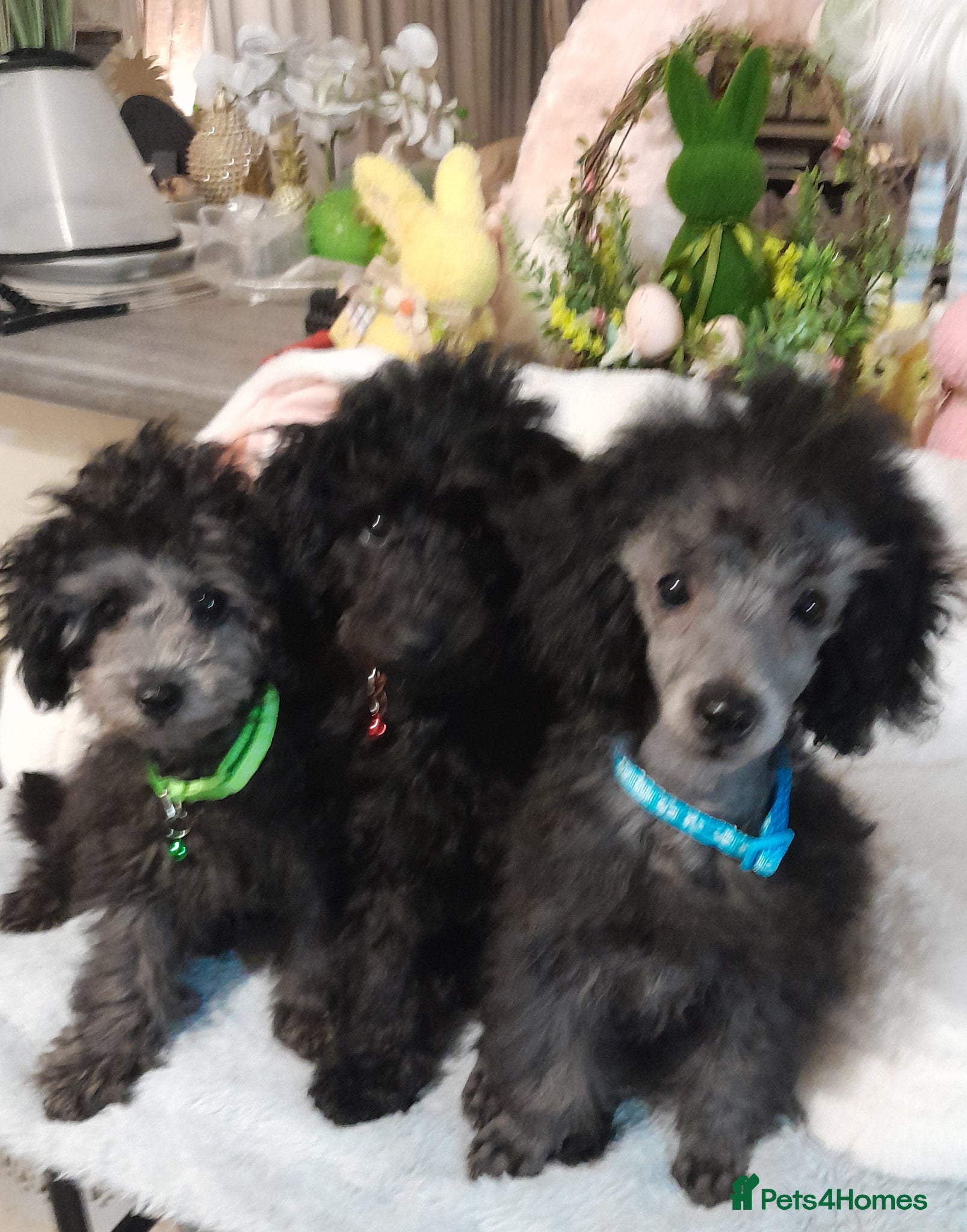 Toy Poodle dogs *KC 11 WKS FULL PEDIGREE SILVER/BLACK TOY POODLES - Advert 11