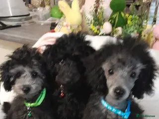 Toy Poodle dogs *KC 11 WKS FULL PEDIGREE SILVER/BLACK TOY POODLES - Advert 11