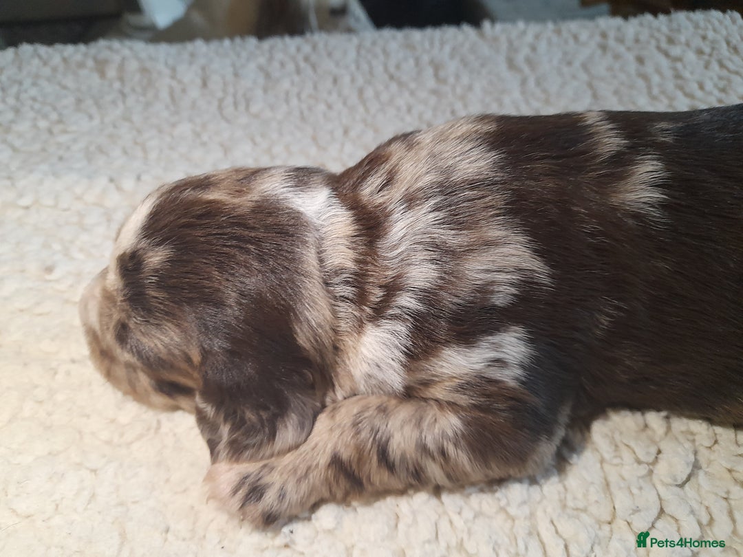 Sprocker dogs for sale: Gorgeous Merle Sprockers.  - Image 17
