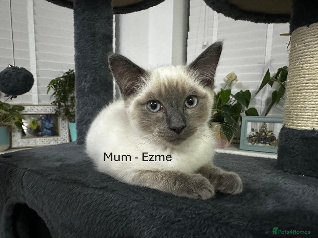 Ragdoll cats for sale: A very special little boy! - Advert 1