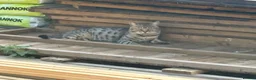 Bengal cats for sale: Bengal beautiful  - Advert 26